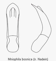 mniophila_bosnica.gif