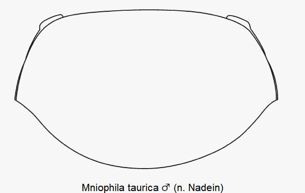 mniophila_taurica_m_hsch.gif