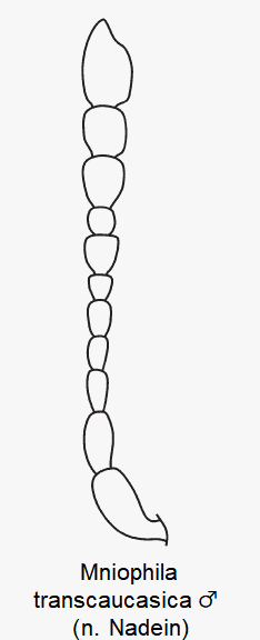 mniophila_transcaucasica_m_f.gif