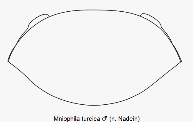 mniophila_turcica_m_hsch.gif