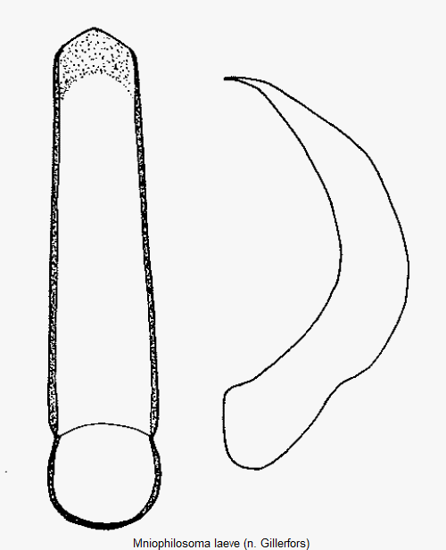 mniophilosoma_laeve.gif