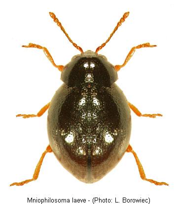 mniophilosoma_laeve.jpg