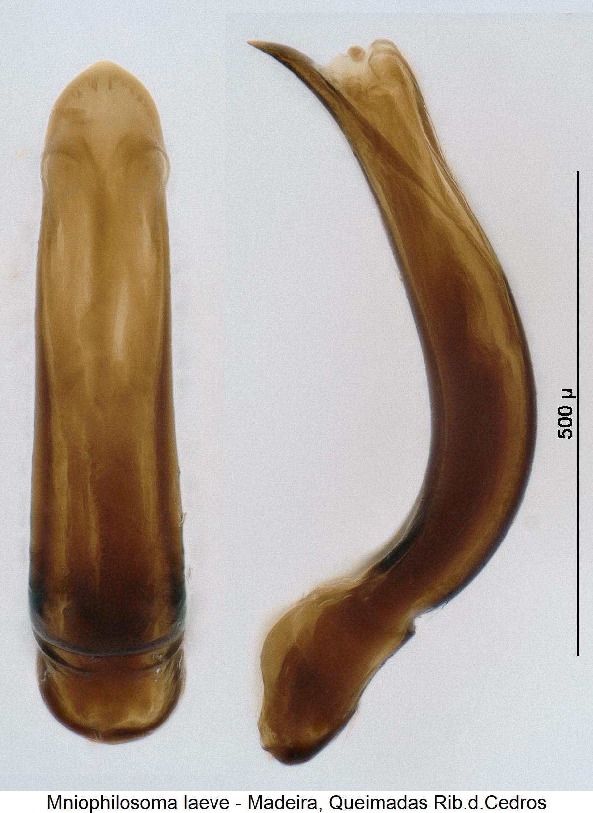 mniophilosoma_laeve2.jpg