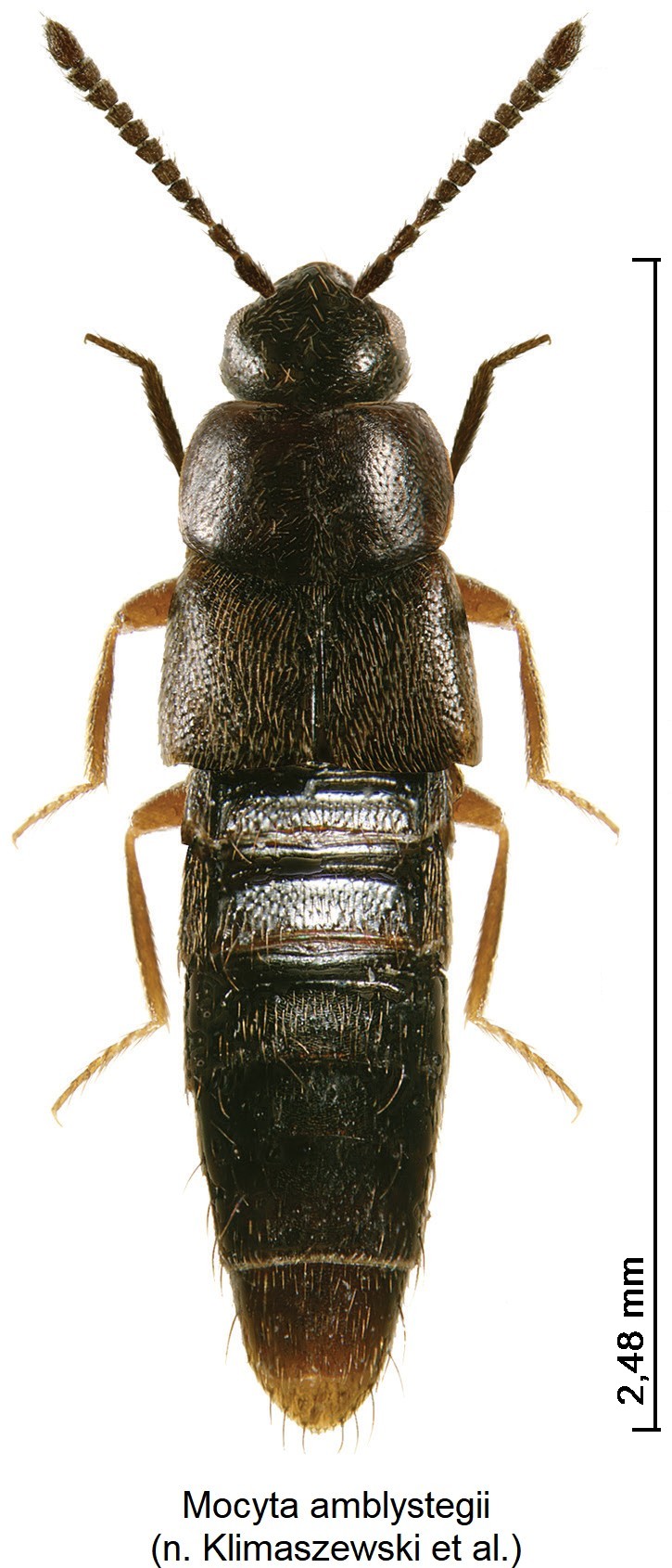 mocyta_amblystegii_hab.jpg