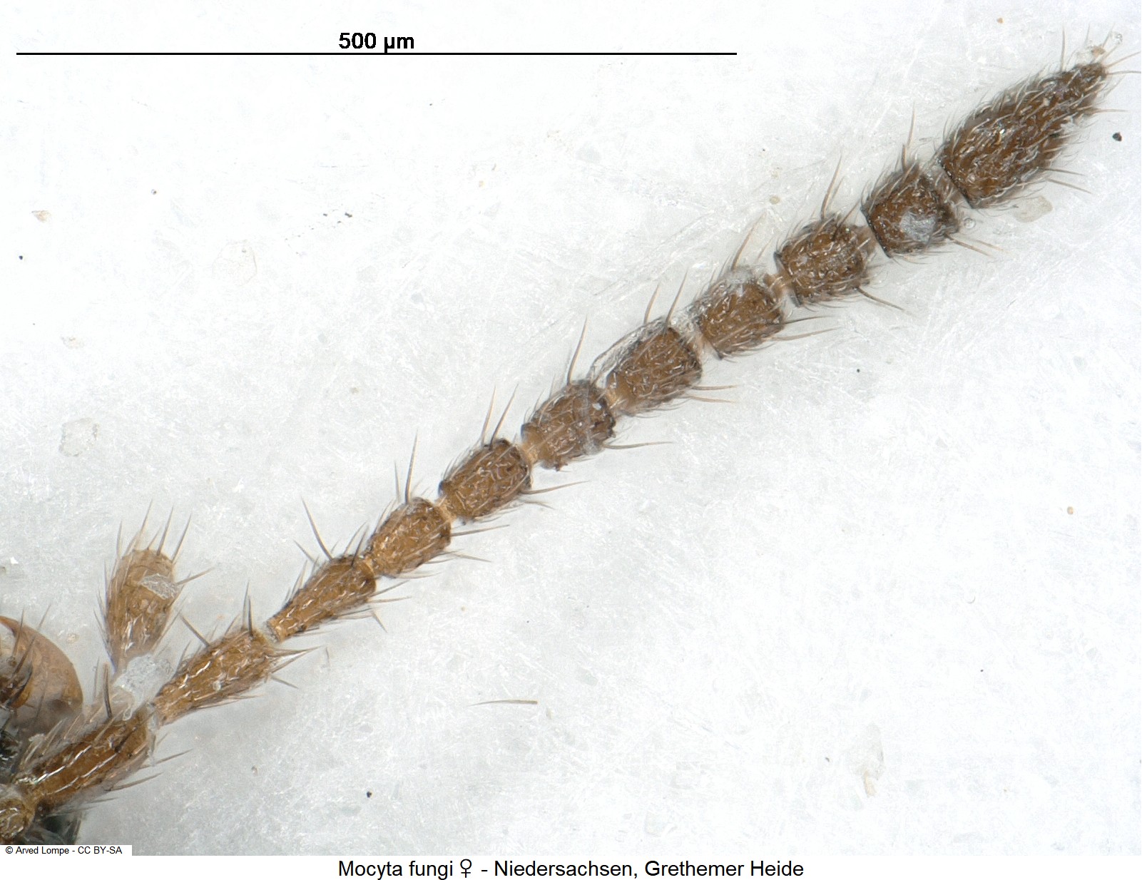 mocyta_fungi_w_ck29878975_f.jpg
