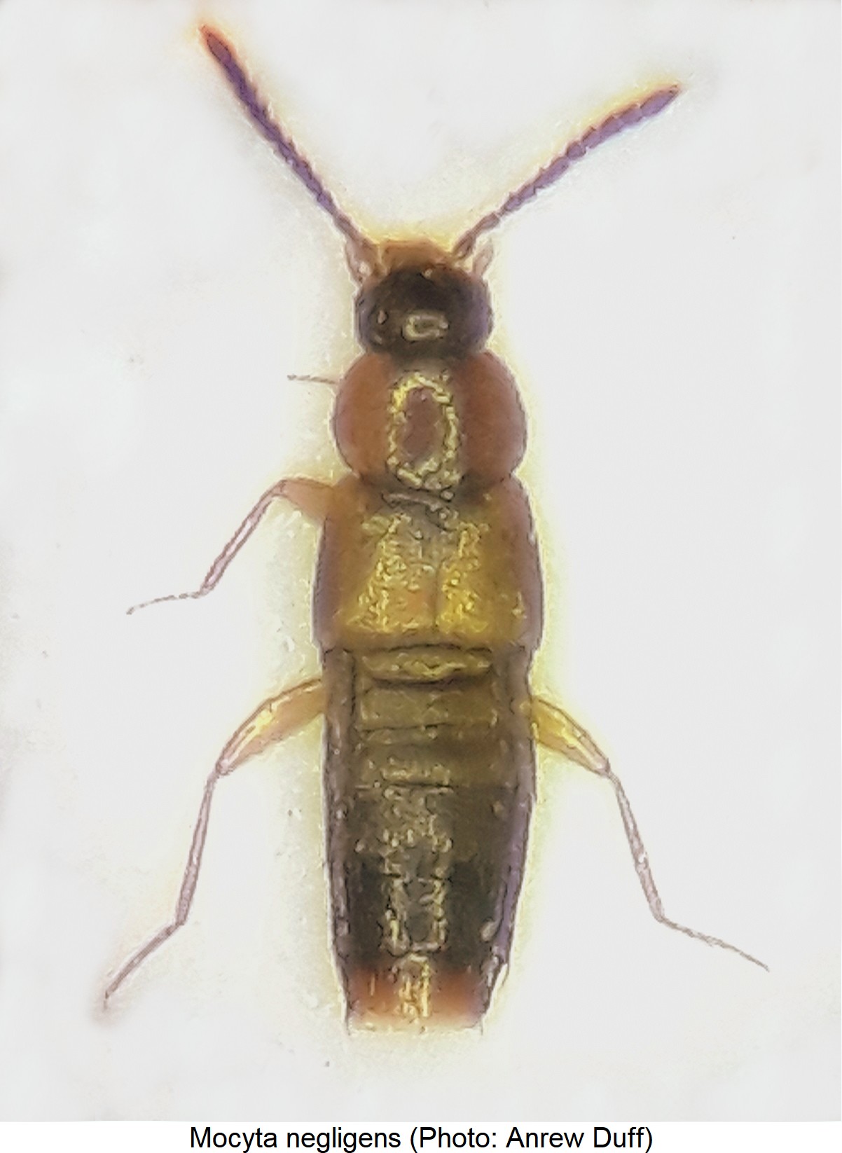 mocyta_negligens_hab.jpg