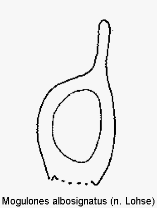 mogulones_albosignatus.gif