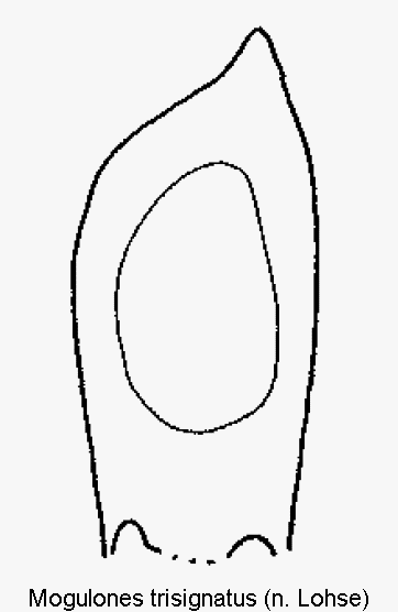 mogulones_trisignatus.gif