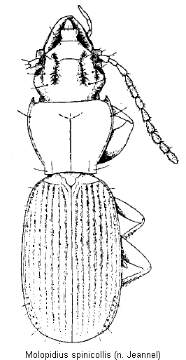 molopidius_spinicollis_hab.gif