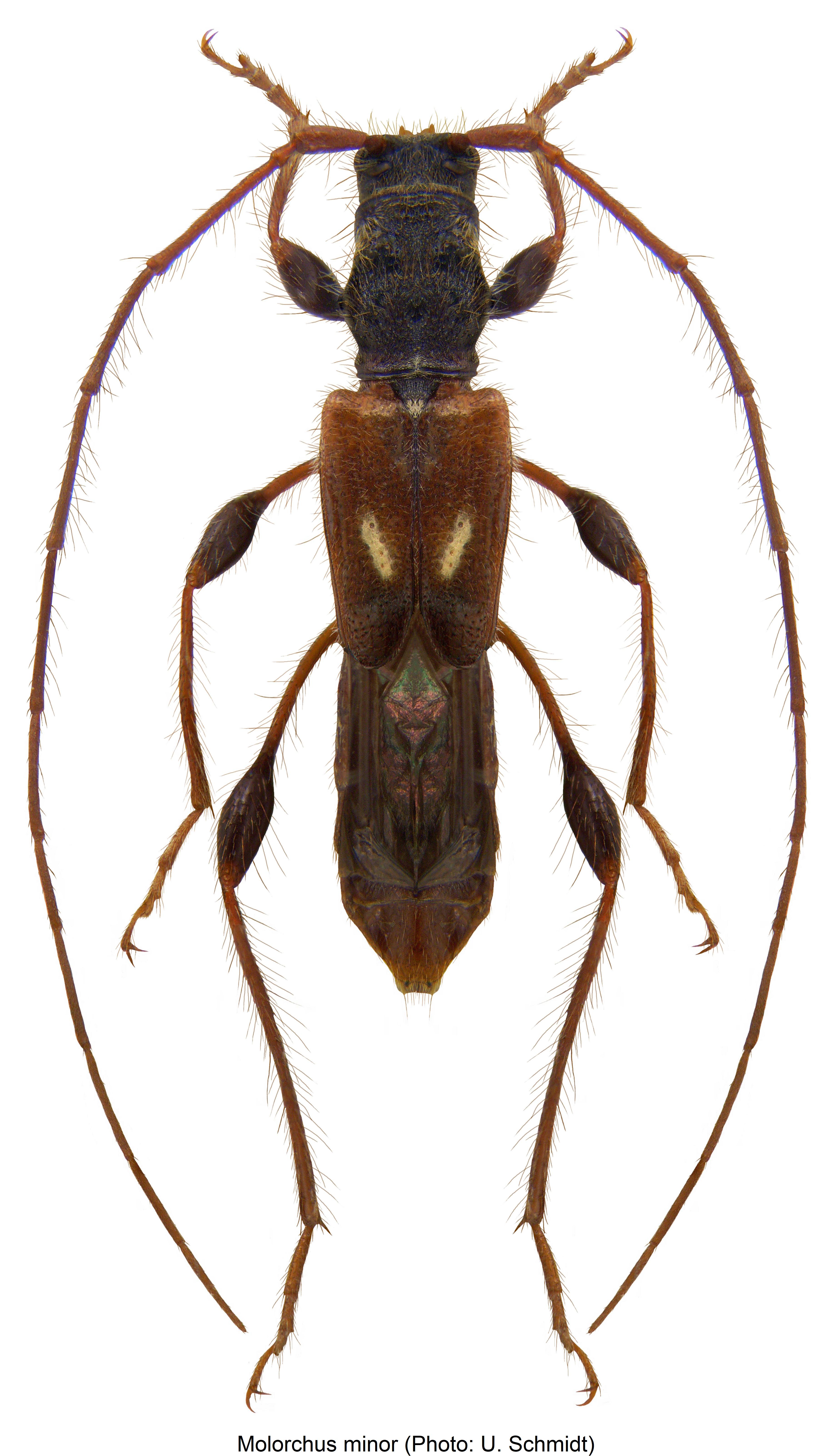 molorchus_minor_hab.jpg