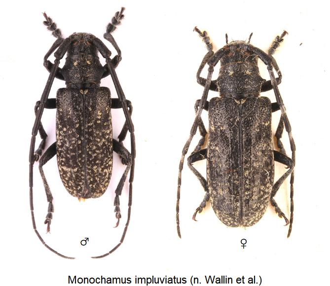 monochamus_impluviatus_hab.jpg