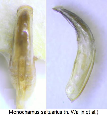 monochamus_saltuarius.jpg