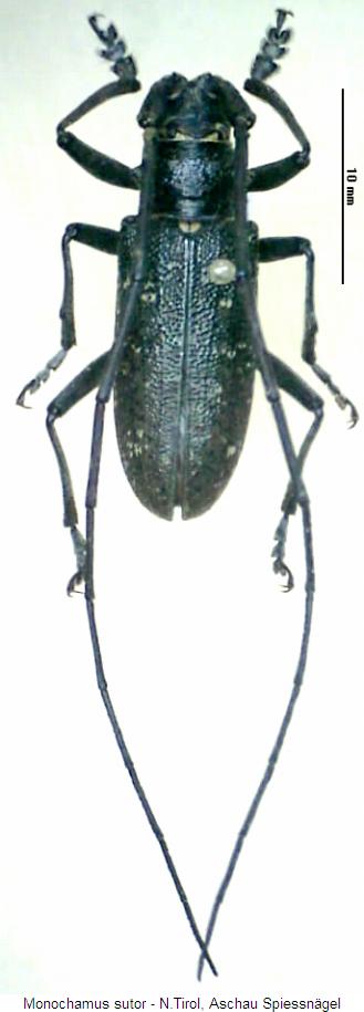 monochamus_sutor_hab.jpg