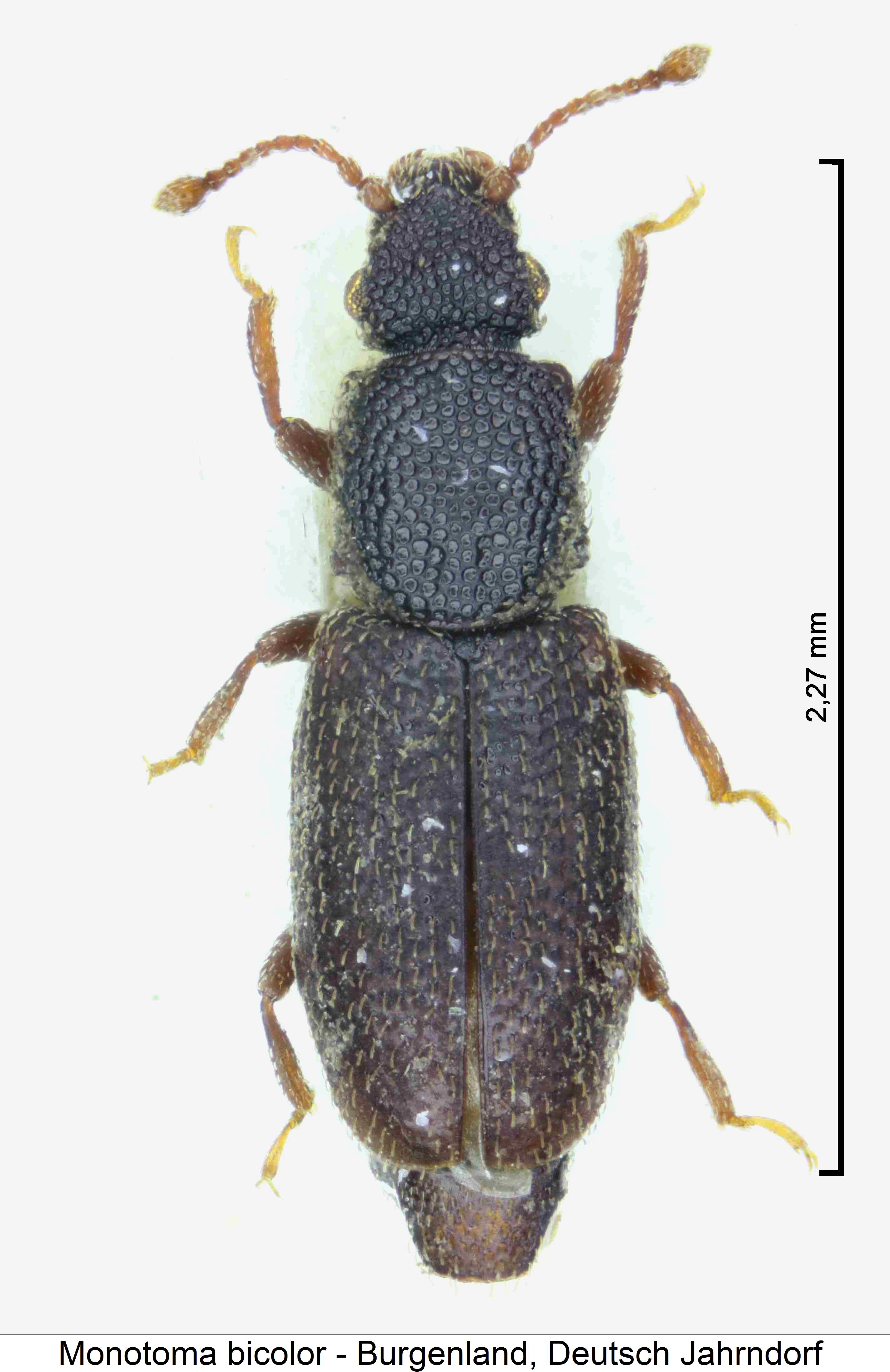 monotoma_bicolor_hab1.jpg