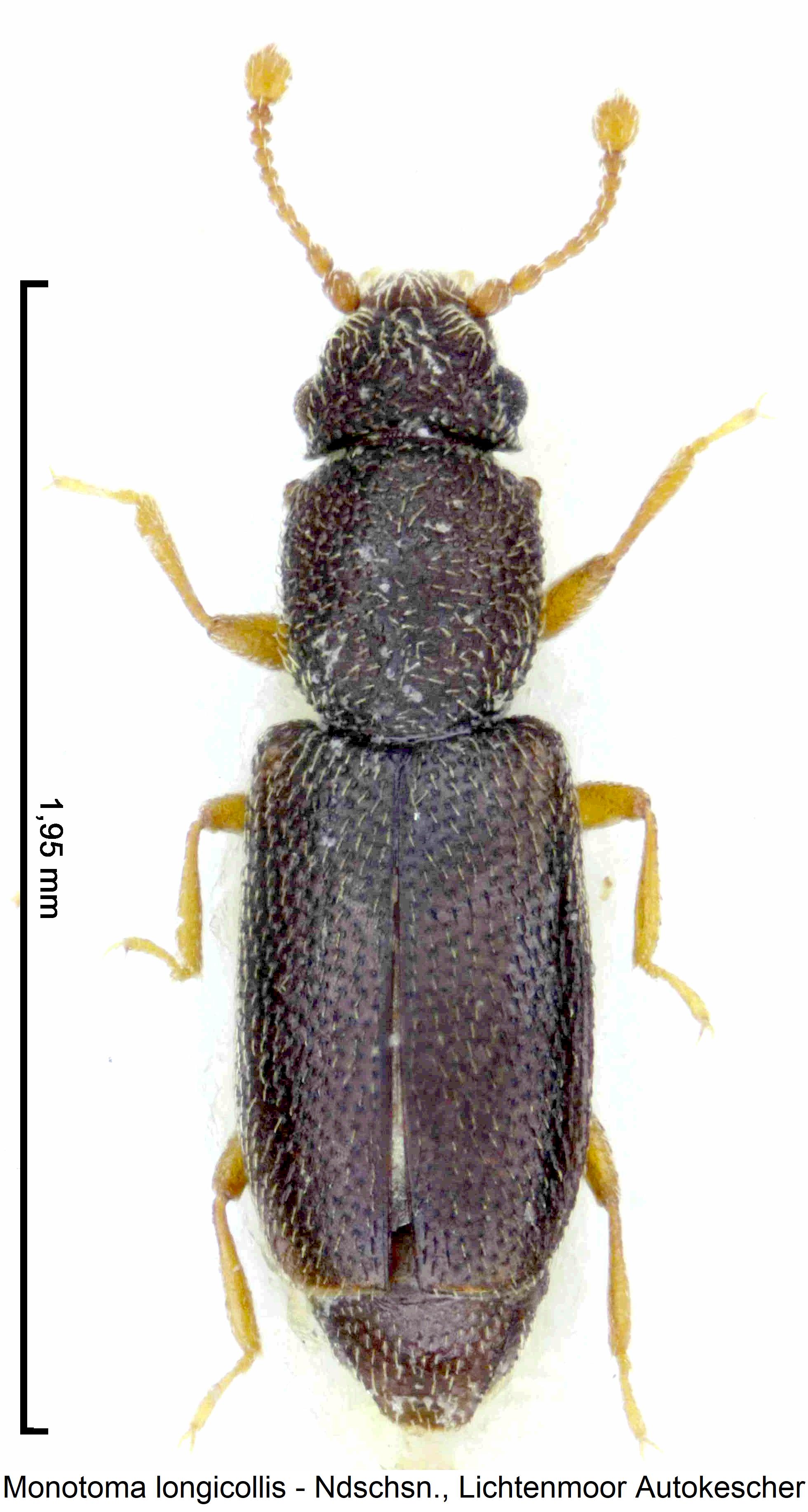 monotoma_longicollis_hab.jpg