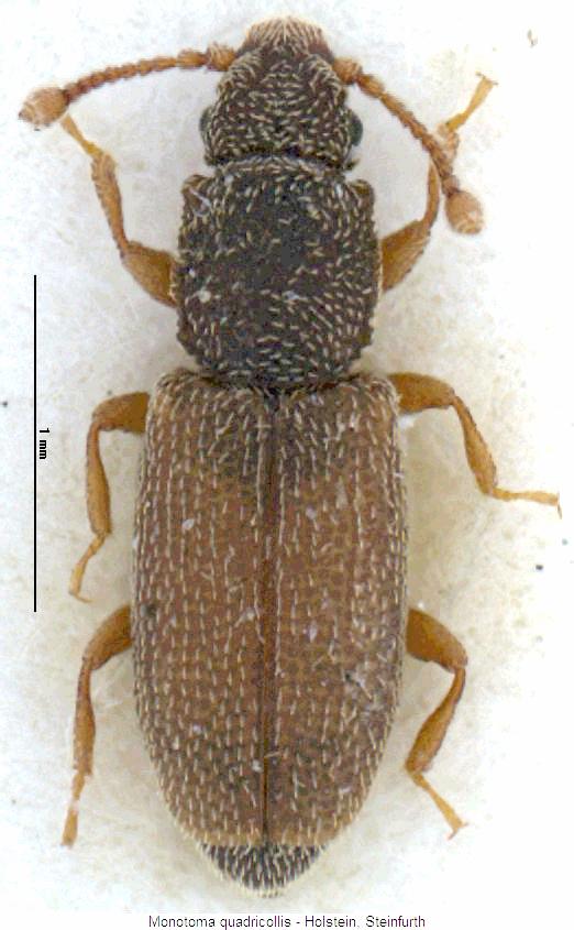 monotoma_quadricollis_hab.jpg