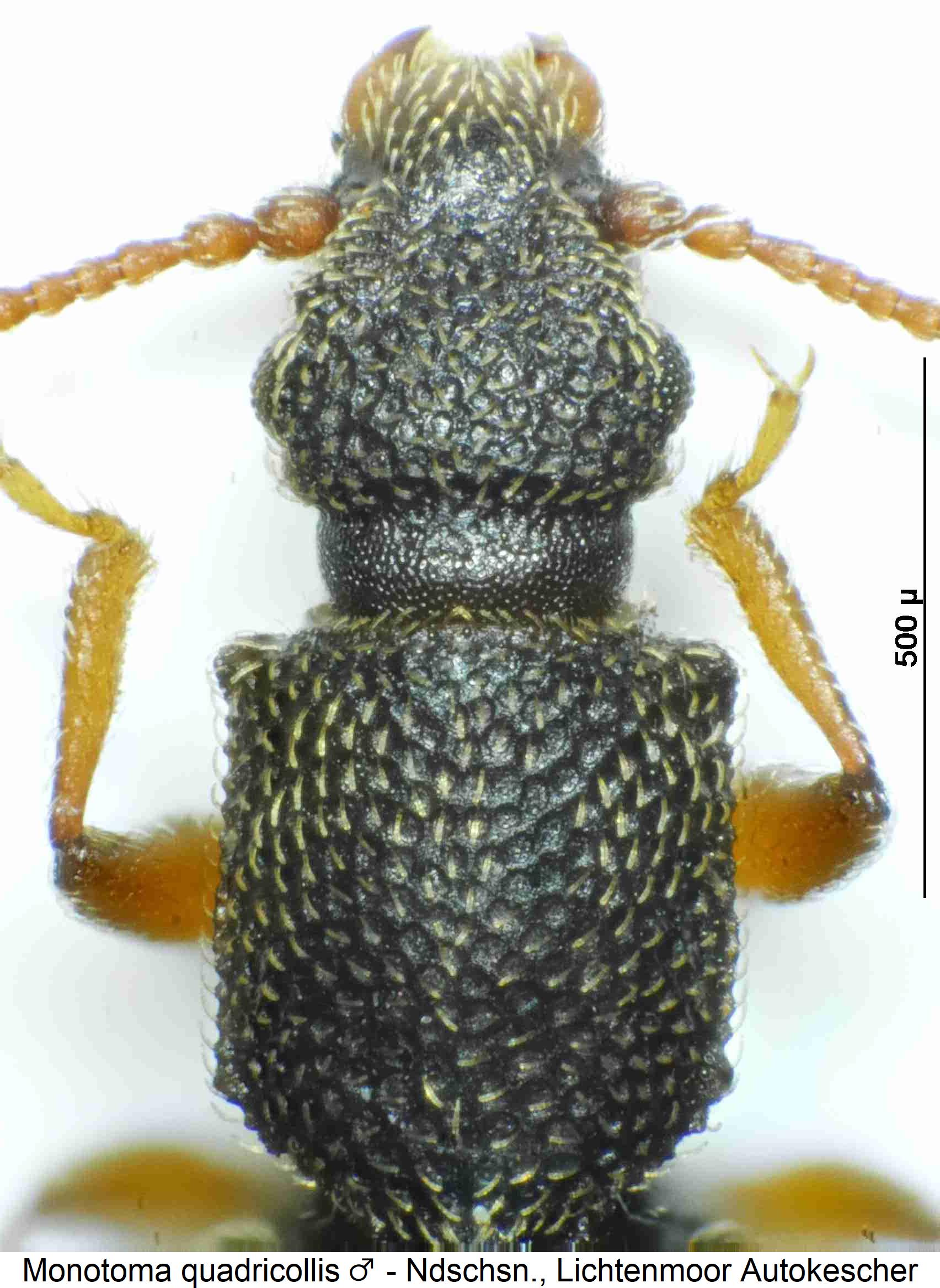 monotoma_quadricollis_vk.jpg