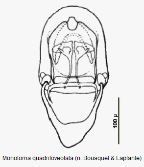 monotoma_quadrifoveolata.gif