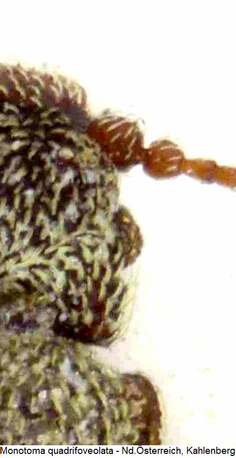 monotoma_quadrifoveolata_k.jpg