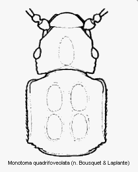 monotoma_quadrifoveolata_vk.gif