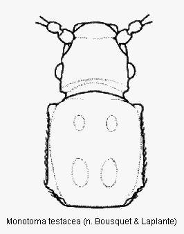 monotoma_testacea_vk.gif