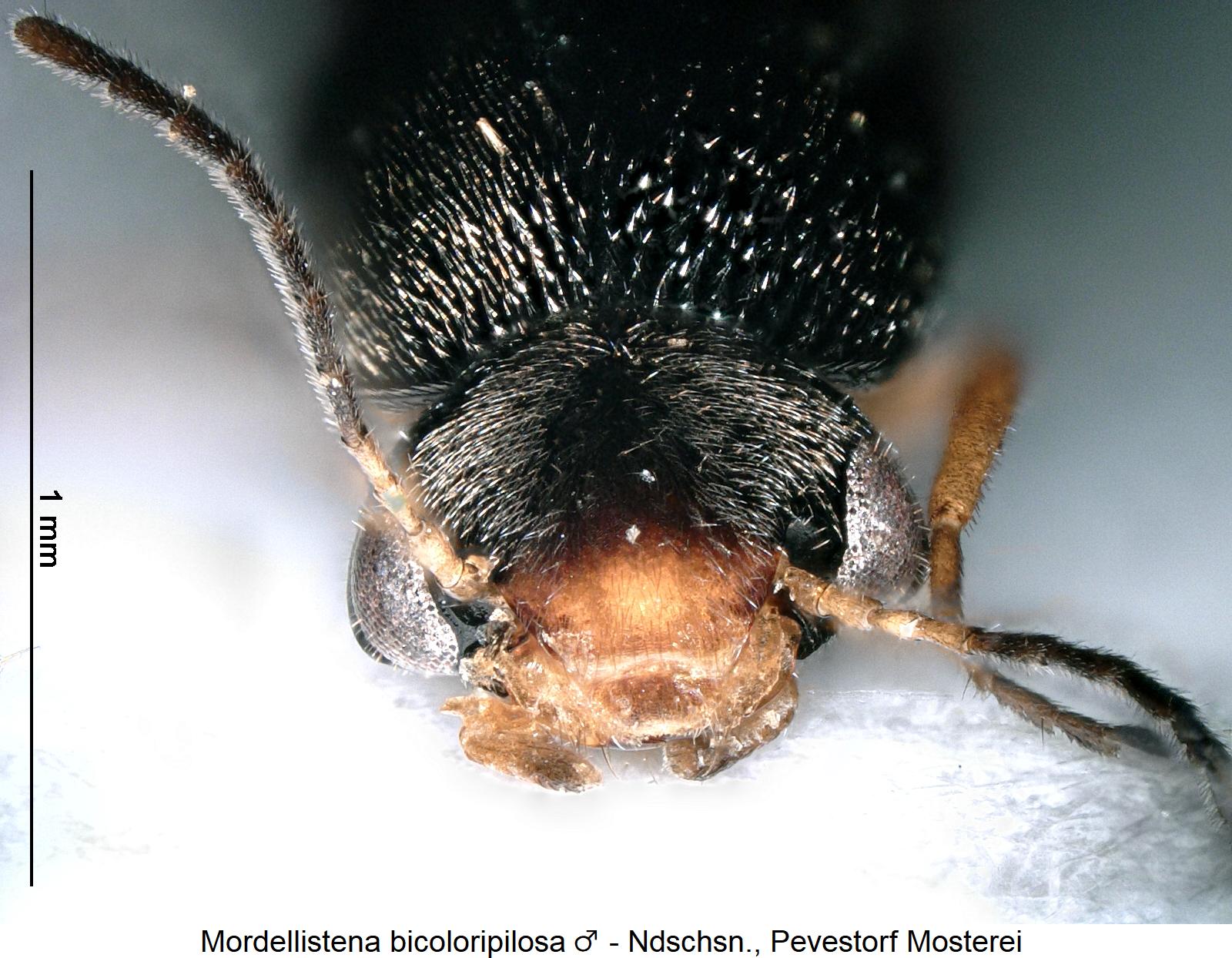 mordellistena_bicoloripilosa_m_k.jpg