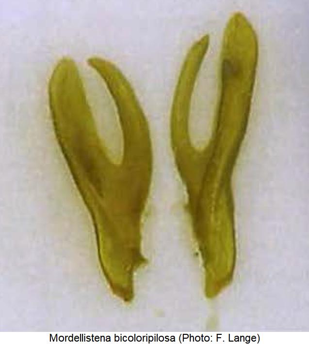 mordellistena_bicoloripilosa_pm.jpg