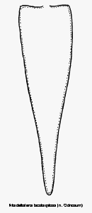 mordellistena_bicoloripilosa_pyg.gif