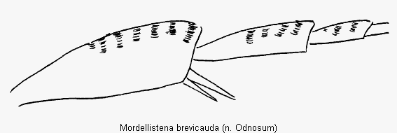 mordellistena_brevicauda_hb.gif