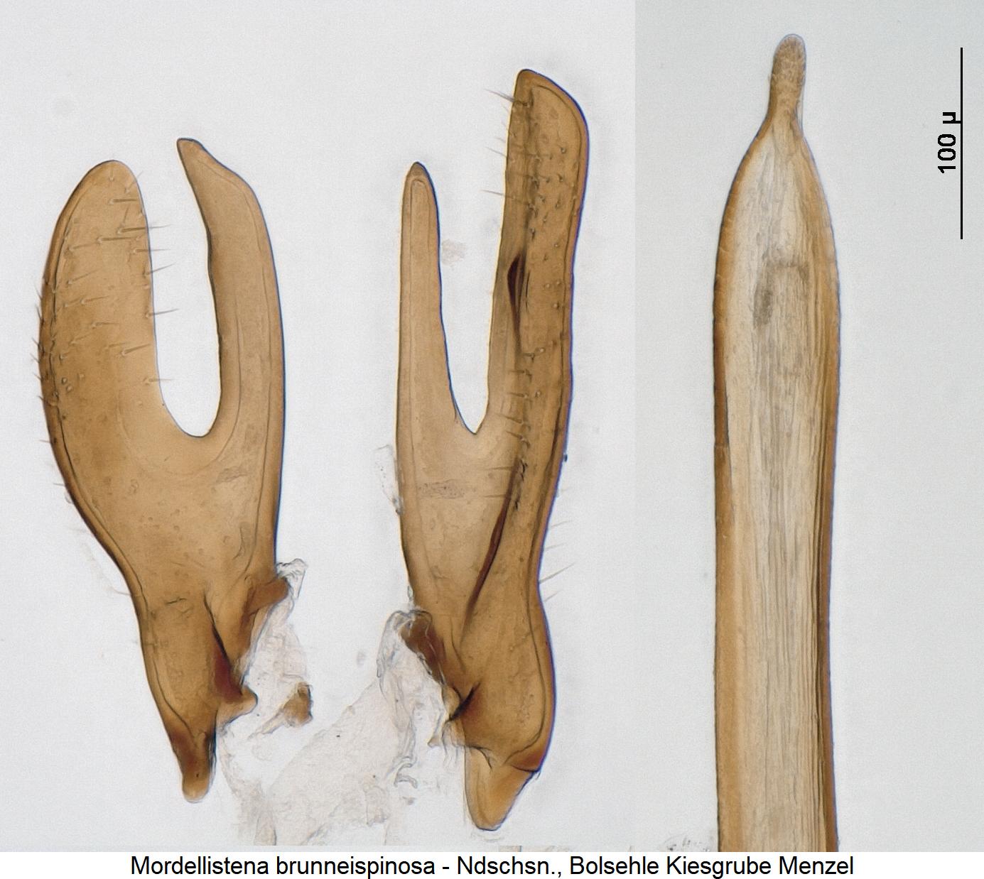 mordellistena_brunneispinosa1.jpg