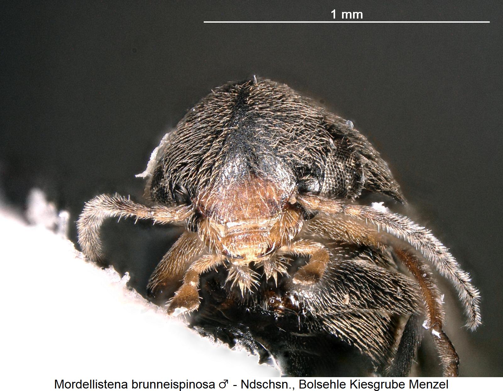 mordellistena_brunneispinosa_m_k.jpg