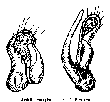 mordellistena_episternaloides.gif