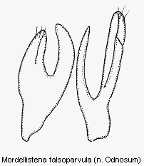 mordellistena_falsoparvula2.gif
