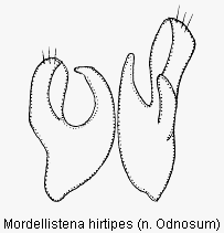mordellistena_hirtipes.gif