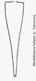 mordellistena_hirtipes_pyg.gif