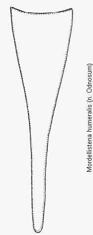 mordellistena_humeralis_pyg.gif