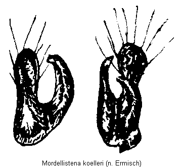 mordellistena_koelleri.gif