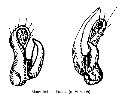 mordellistena_kraatzi.gif