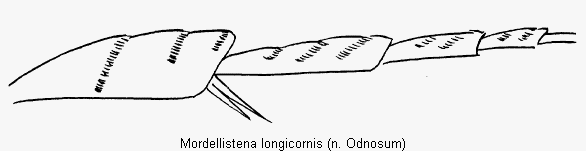 mordellistena_longicornis_hb.gif