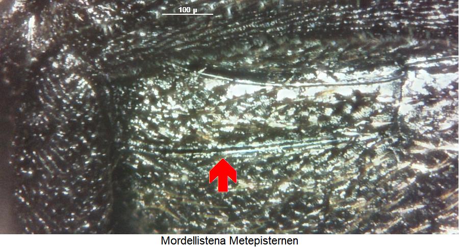 mordellistena_metepisternen_hbr.jpg