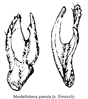 mordellistena_parvula.gif