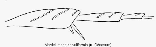 mordellistena_parvuliformis_hb.gif