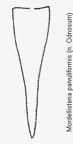 mordellistena_parvuliformis_pyg.gif