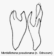 mordellistena_pseudonana.gif