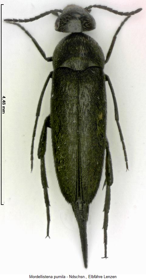mordellistena_pumila_hab.jpg