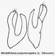 mordellistena_purpureonigrans2.gif