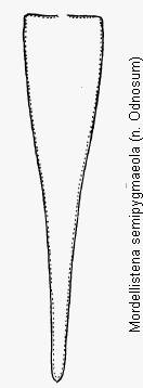 mordellistena_semipygmaeola_pyg.gif
