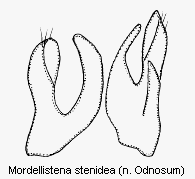 mordellistena_stenidea.gif
