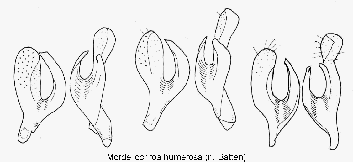 mordellochroa_humerosa_pm.gif