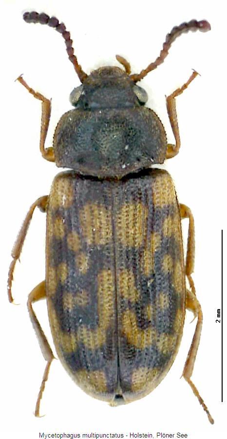 mycetophagus_multipunctatus_hab.jpg
